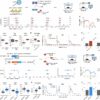 Enzyme study sheds light on the molecular mechanism behind ...