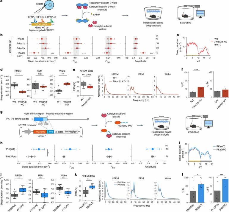 Enzyme study sheds light on the molecular mechanism behind ...