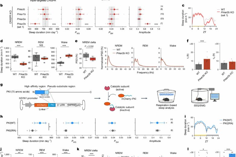 Enzyme study sheds light on the molecular mechanism behind ...