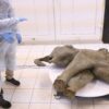 Extremely rare baby mammoth found in Siberia