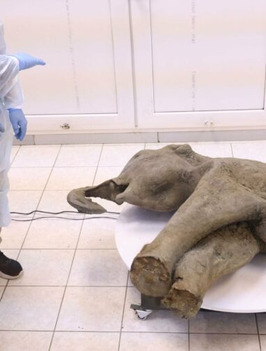 Extremely rare baby mammoth found in Siberia