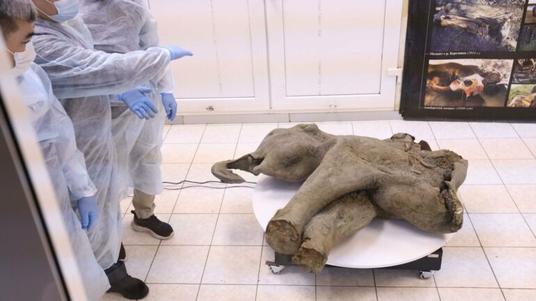 Extremely rare baby mammoth found in Siberia