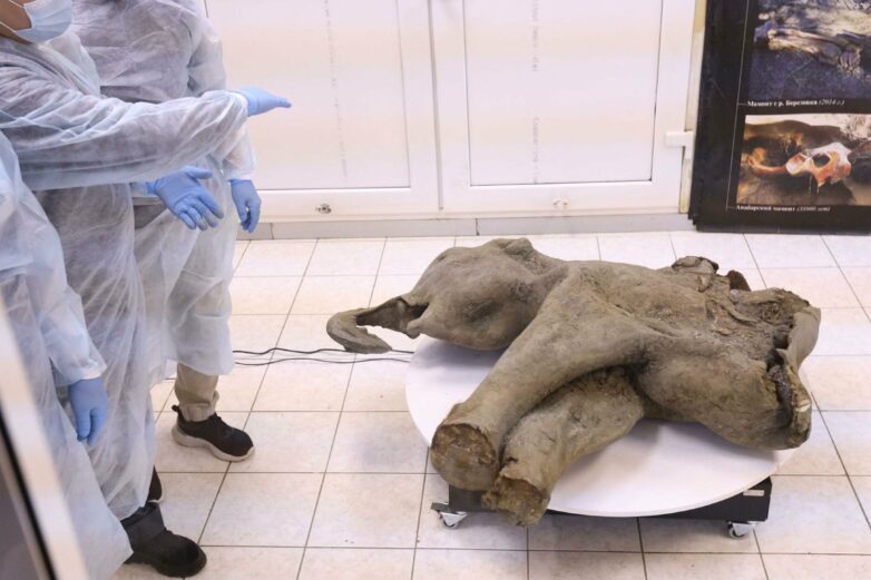 Extremely rare baby mammoth found in Siberia