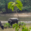 Feral female buffalo build friendships based on similar ...