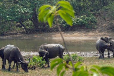 Feral female buffalo build friendships based on similar ...