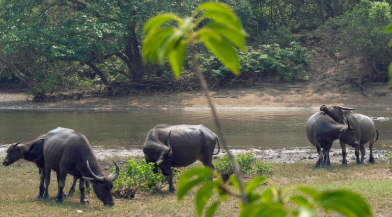 Feral female buffalo build friendships based on similar ...