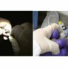 Fish-friendly dentistry: New method makes oral research non-lethal