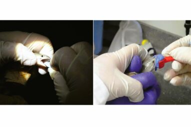 Fish-friendly dentistry: New method makes oral research non-lethal