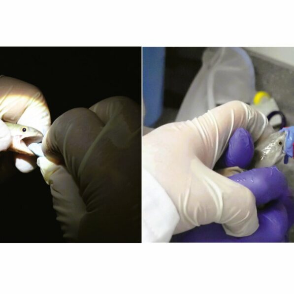 Fish-friendly dentistry: New method makes oral research non-lethal