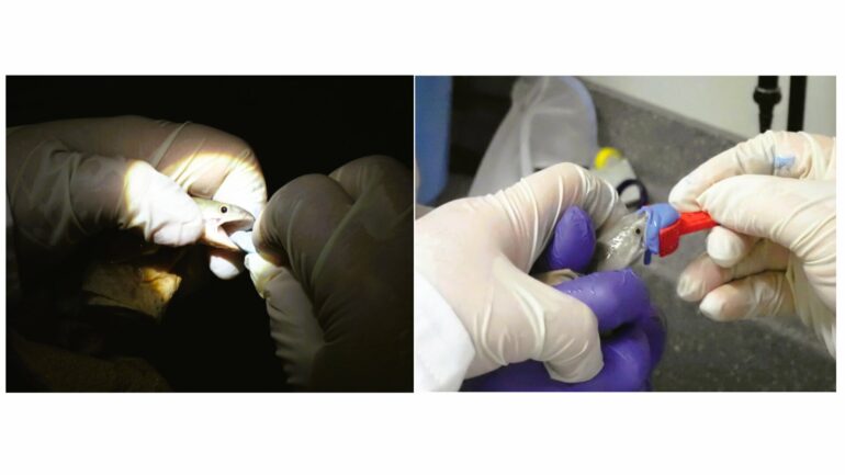 Fish-friendly dentistry: New method makes oral research non-lethal