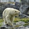 Fishy fossil find points to possible polar bear ancestry for ...