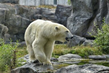 Fishy fossil find points to possible polar bear ancestry for ...