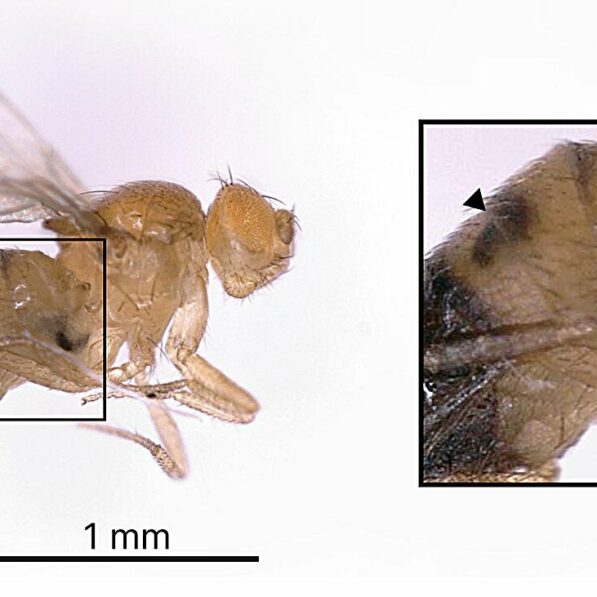 Fly vs. wasp: Stealing a defense move helps thwart a predator