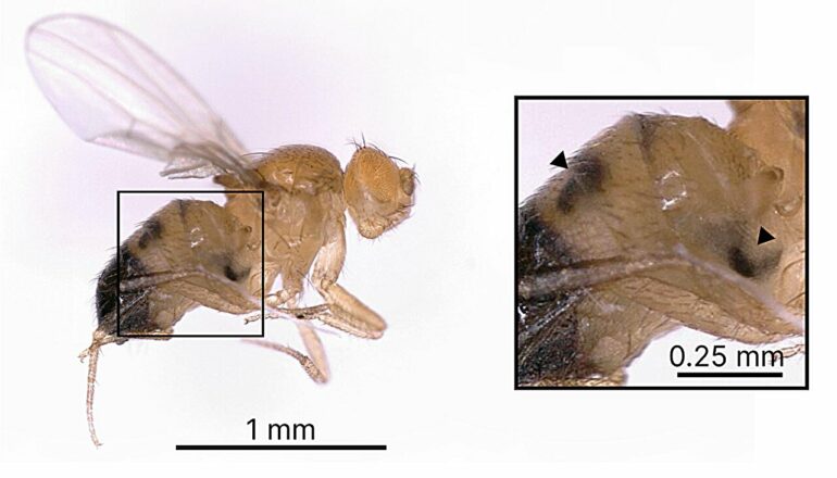 Fly vs. wasp: Stealing a defense move helps thwart a predator