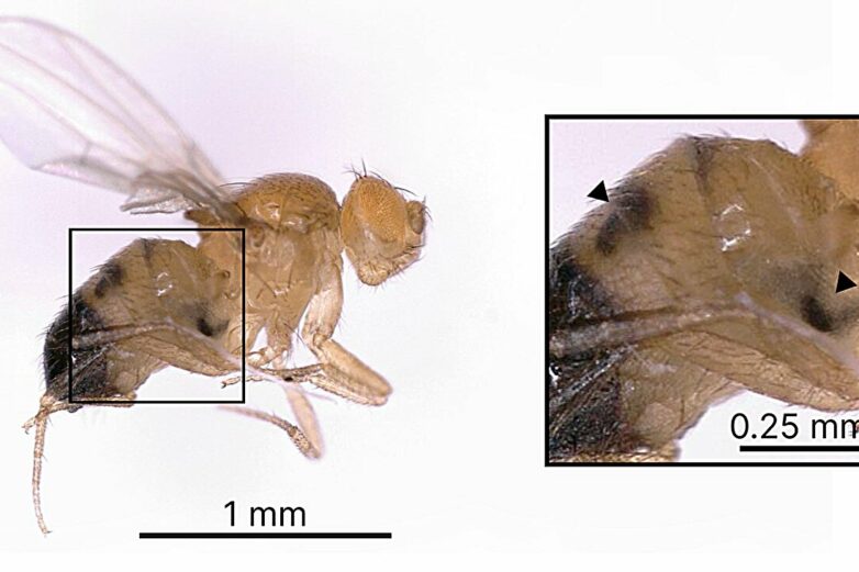 Fly vs. wasp: Stealing a defense move helps thwart a predator