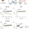 Genetically encoded biosensors measure living cells' charge in ...