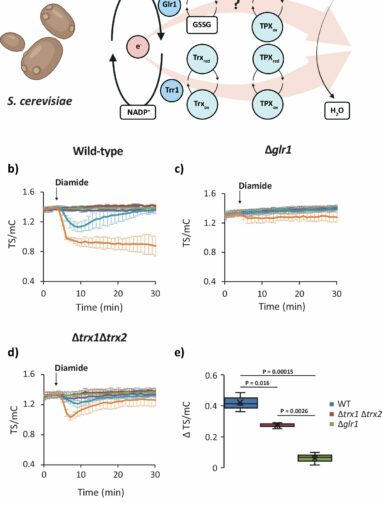 Genetically encoded biosensors measure living cells' charge in ...