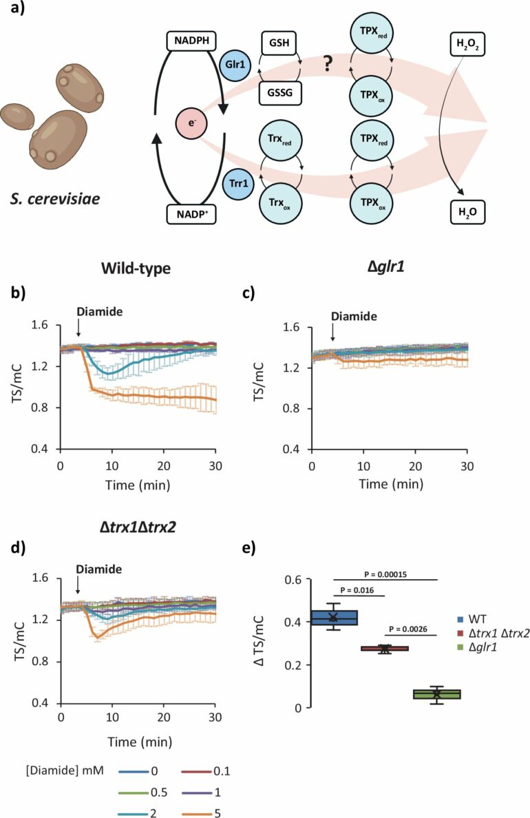 Genetically encoded biosensors measure living cells' charge in ...