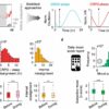 Getting in sync: Wearables reveal happiest times to sleep