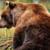 Grizzlies act as nature's gardeners for huckleberries to reshape ...