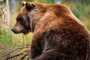 Grizzlies act as nature's gardeners for huckleberries to reshape ...