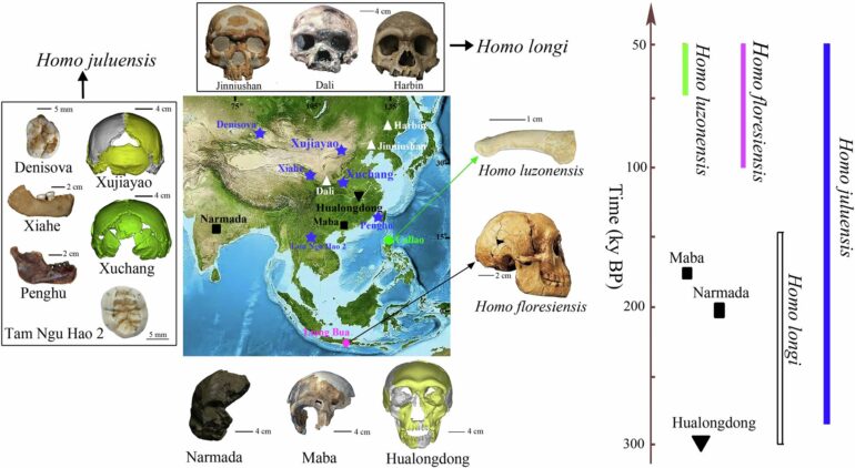 Homo juluensis: Possible new ancient human species uncovered by ...