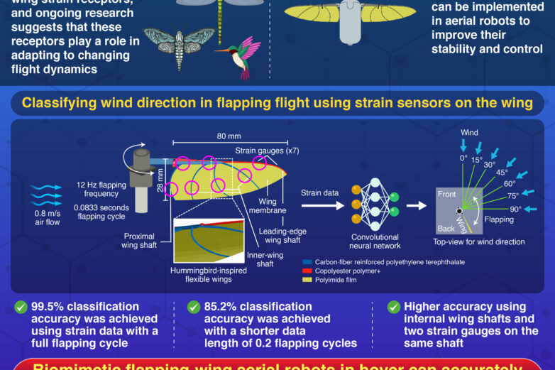 Hummingbird-inspired wings detect wind direction with 99% accuracy