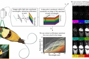 Hyperspectral imaging technique illuminates the colorful plumage ...