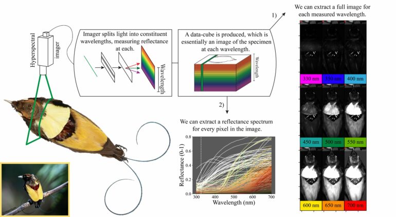 Hyperspectral imaging technique illuminates the colorful plumage ...