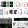 Interdisciplinary research reveals impressive adaptation ...