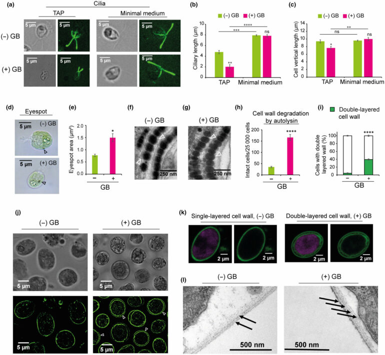 Interdisciplinary research reveals impressive adaptation ...