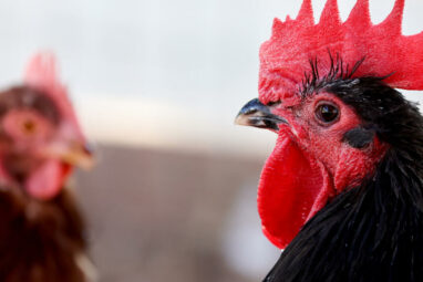 Knocking on our door': Experts warn of bird flu's pandemic threat