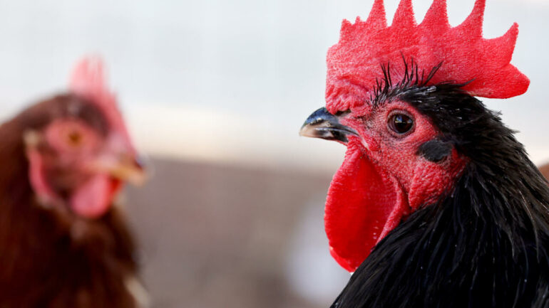 Knocking on our door': Experts warn of bird flu's pandemic threat