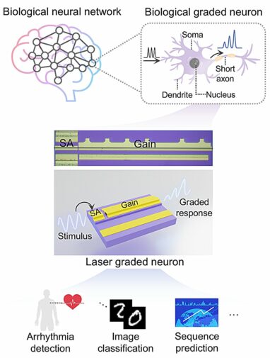 Laser-based artificial neuron mimics nerve cell functions at ...