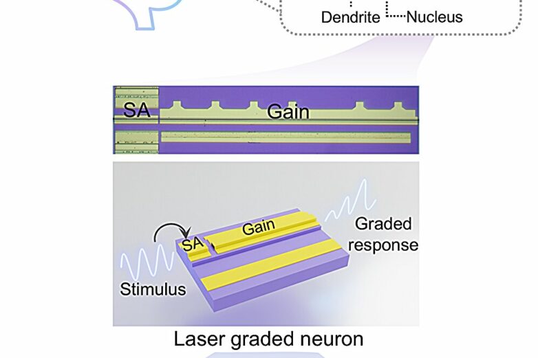 Laser-based artificial neuron mimics nerve cell functions at ...