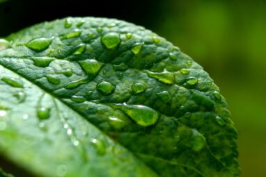 Leaves' resilience to raindrops offer insights into energy ...