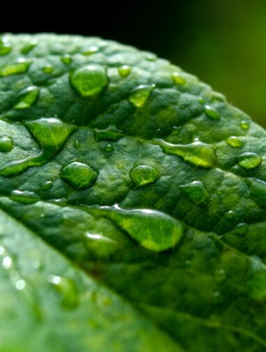 Leaves' resilience to raindrops offer insights into energy ...