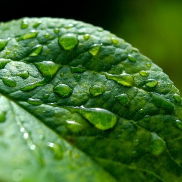 Leaves' resilience to raindrops offer insights into energy ...