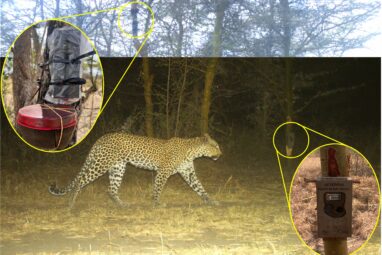 Leopards can be identified by their unique roar, bioacoustics ...