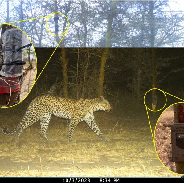 Leopards can be identified by their unique roar, bioacoustics ...