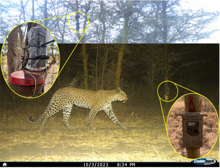 Leopards can be identified by their unique roar, bioacoustics ...