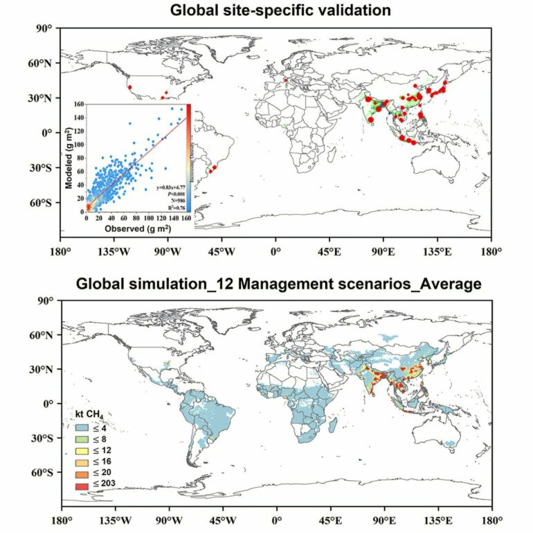 Mechanistic model validated for rice paddy methane reduction