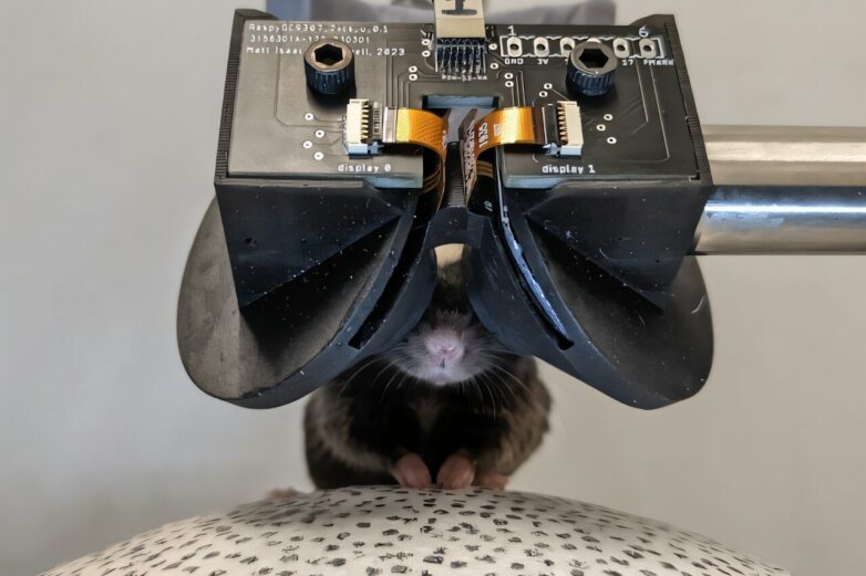 Mice headsets make it easier to study brain response to virtual realty