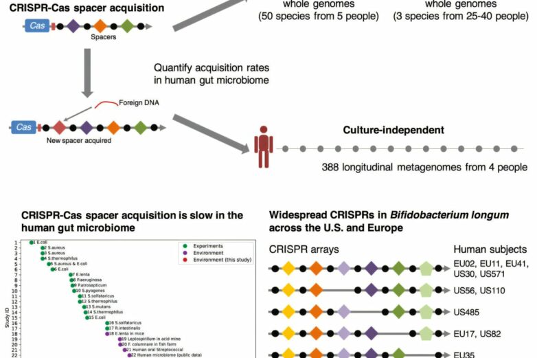 Microbiome study finds bacteria in human gut rarely update their ...