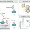 Molecular gardening: New enzymes discovered for protein ...