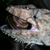 Morphology study highlights diverse jaw evolution in lizards and ...