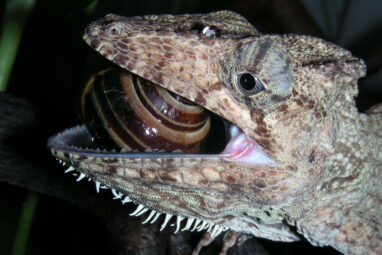 Morphology study highlights diverse jaw evolution in lizards and ...