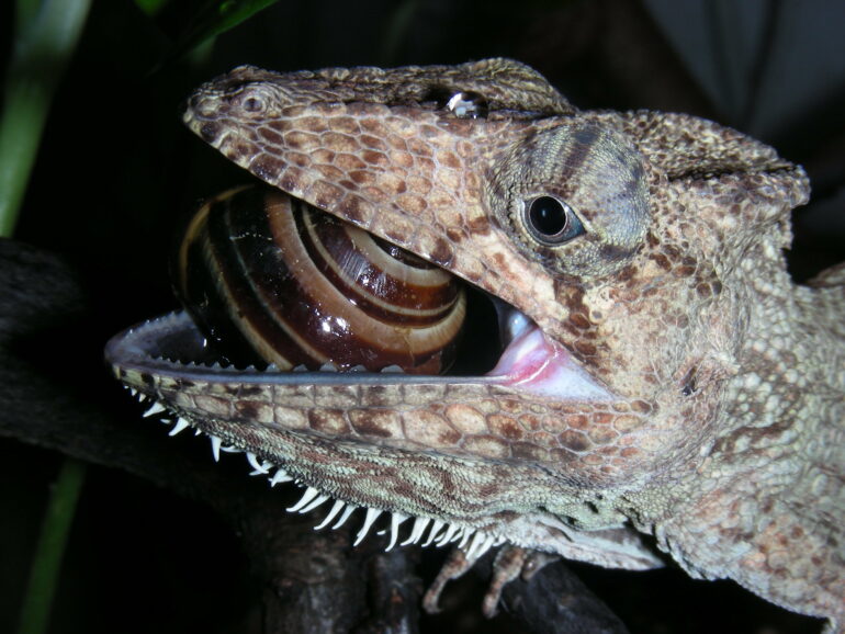 Morphology study highlights diverse jaw evolution in lizards and ...