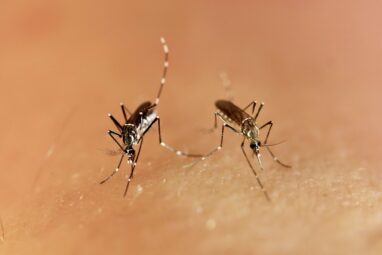 Mosquito genetics may explain why Zika virus outbreaks are rare in ...