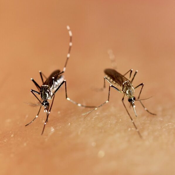 Mosquito genetics may explain why Zika virus outbreaks are rare in ...